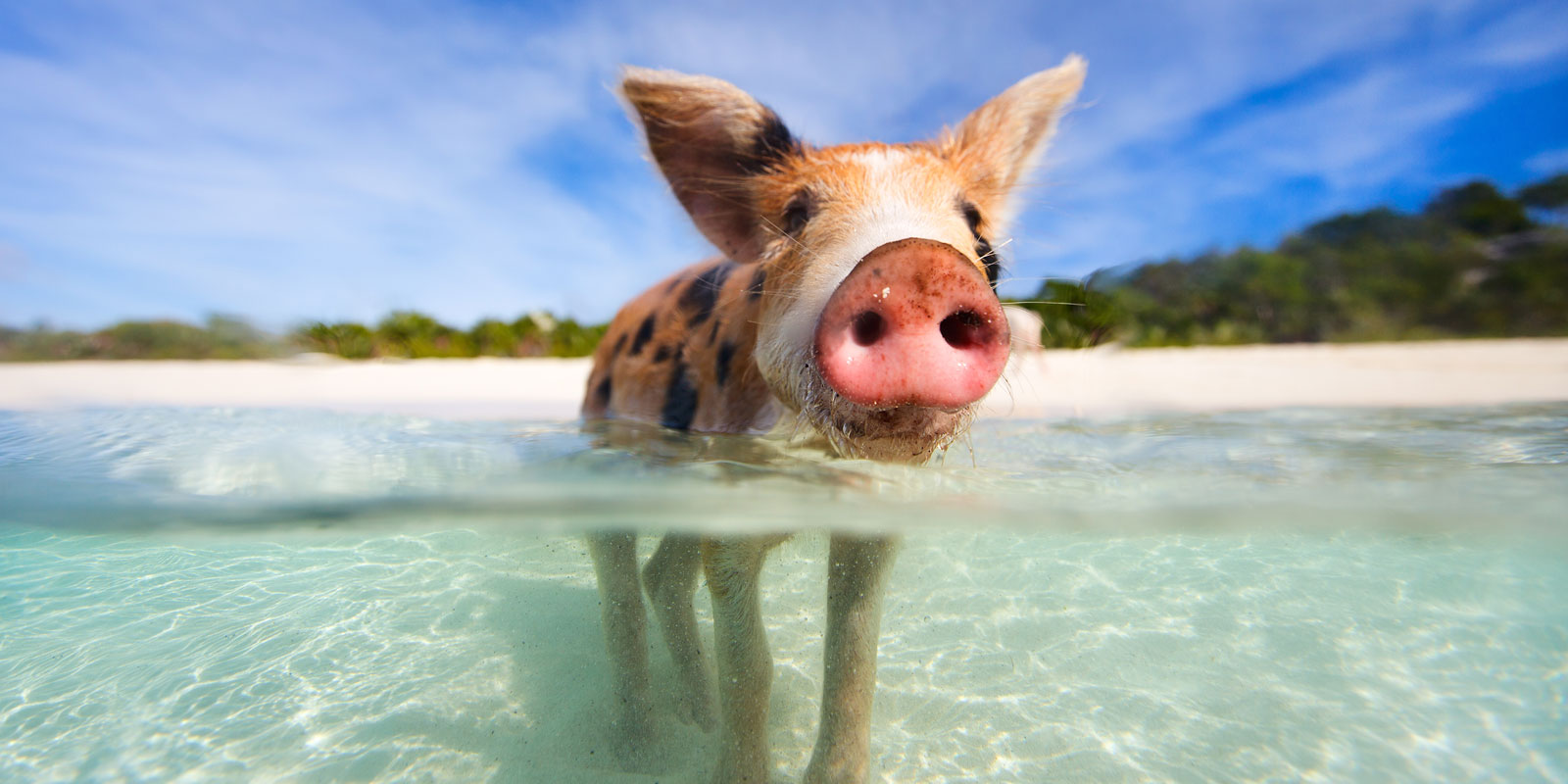 Pig beach